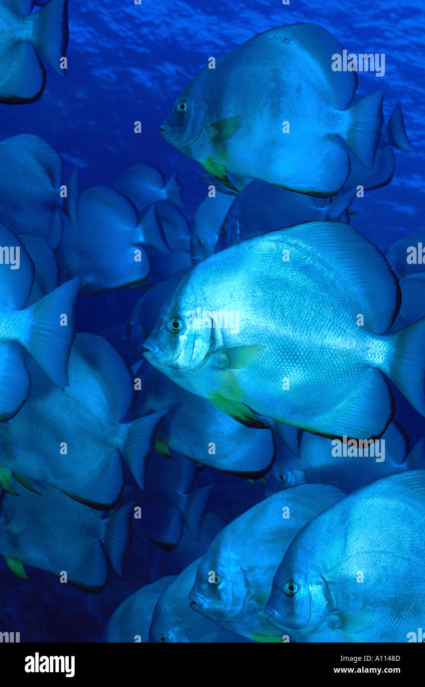 A SILVERY SCHOOL OF LONG FINNED SPADEFISH PASS THROUGH THE CLEAR BLUE WATERS OF THE RED SEA Stock Photo