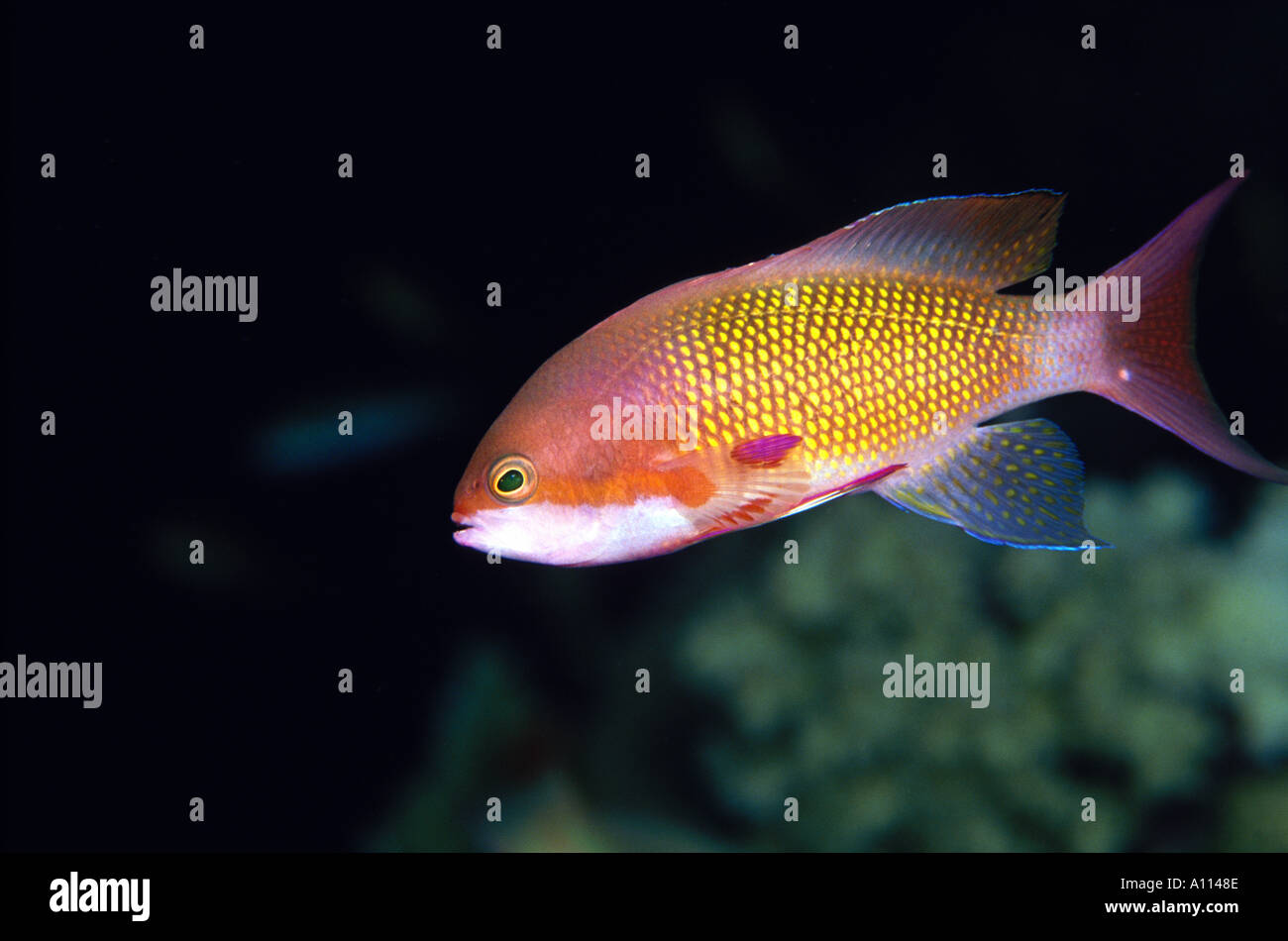 A VIVIDLY COLORED SCALEFIN ANTHIAS Pseudanthias squammipinnis GAZES AT ...
