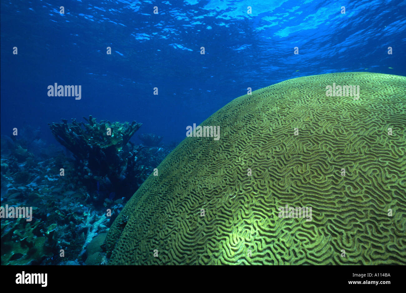 Brain Coral Diplora Strigosa High Resolution Stock Photography And