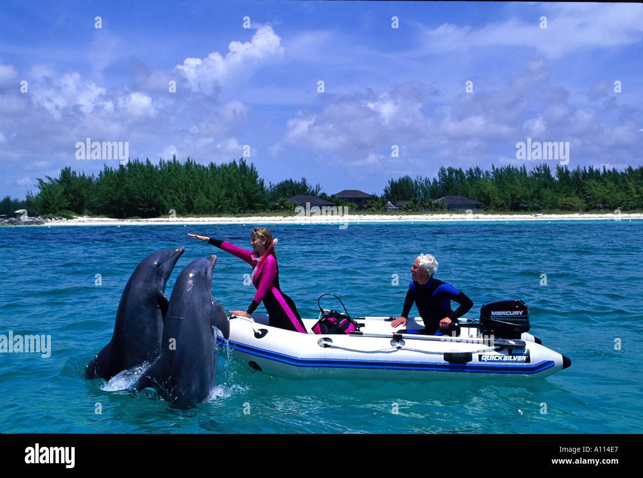 Bottlenose dolphin males female hi-res stock photography and images - Alamy