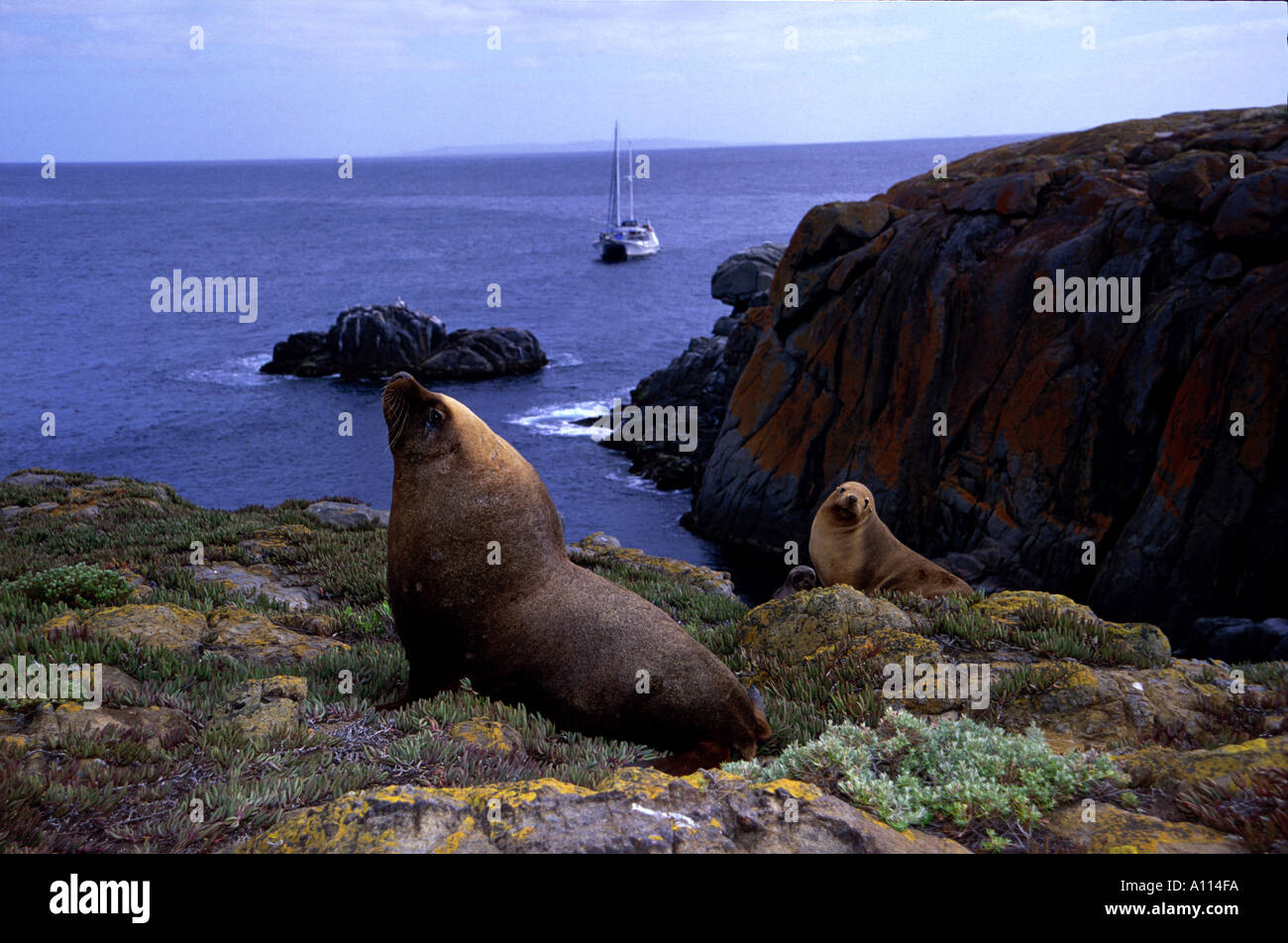 FUR SEALS AND SEA LIONS ON THE CLIFF OF AN ISLAND IN SOUTH AUSTRALIA