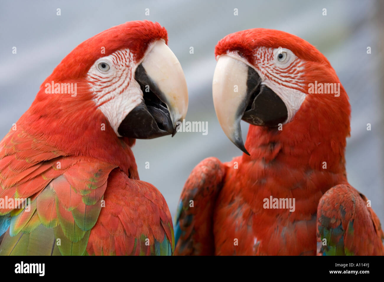 Pair of Green Wing Macaws Stock Photo