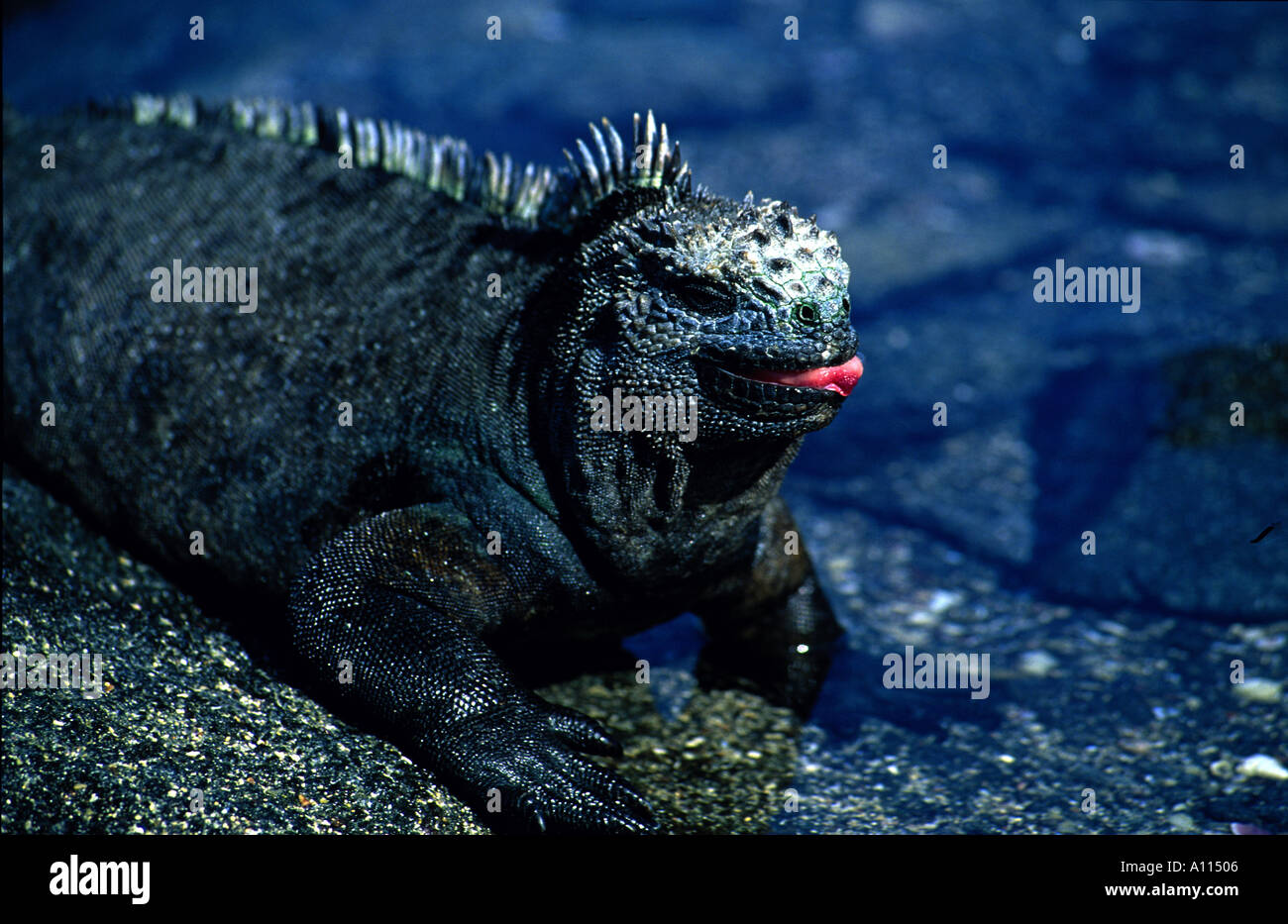 A MARINE IGUANA MUGS FOR THE CAMERA WHILE SUNNING ITSELF ON A ROCKY OUTCROPPING ON AN ISLAND IN THE GALAPAGOS Stock Photo
