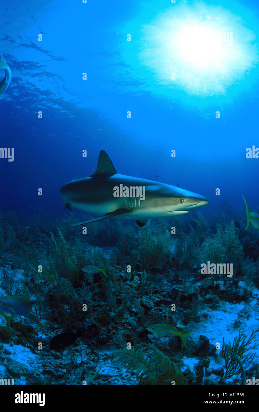 A REEF SHARK Carcharhinus perezi ON A BRIGHTLY LIT CORAL REEF IN THE BAHAMAS Stock Photo