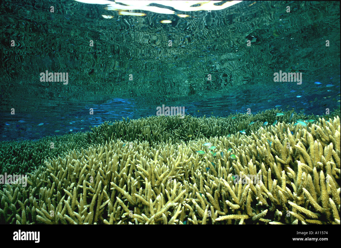 A REEFTOP COMPOSED OF STAGHORN CORALS REFLECTS AGAINST THE OCEAN SURFACE IN PAPUA NEW GUINEA Stock Photo