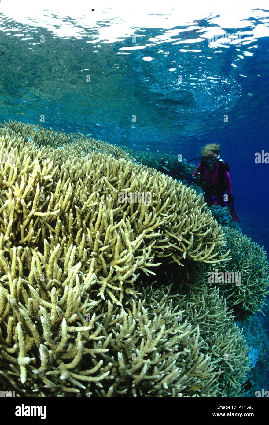 A FEMALE SCUBA DIVER AND A LARGE CLUSTER OF STAGHORN CORALS ON A REEF TOP IN PAPUA NEW GUINEA Stock Photo
