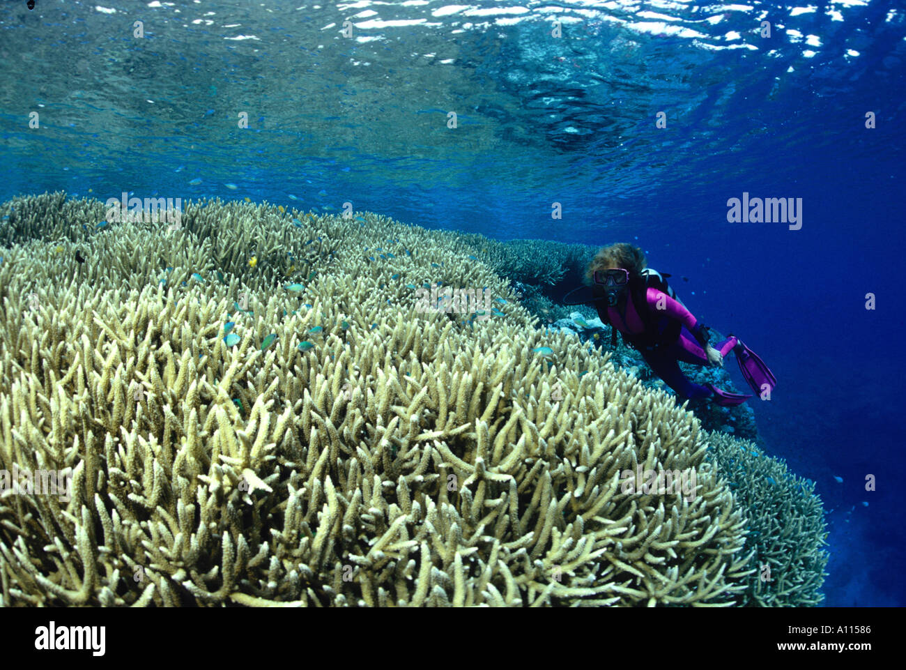 A FEMALE SCUBA DIVER AND A CLUSTER OF STAGHORN CORALS ON A REEF TOP IN PAPUA NEW GUINEA Stock Photo