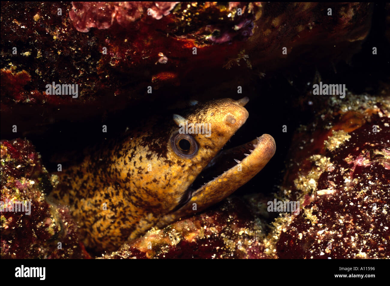 FACE OF A JEWELED MORAY EEL Muraena lentiginosa PEEKING OUT FROM A