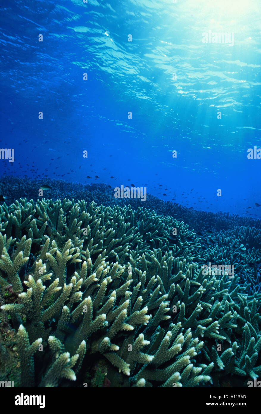 THE SUN SHINES ON A FIELD OF STAGHORN CORALS ON A REEF CREST IN FIJI Stock Photo