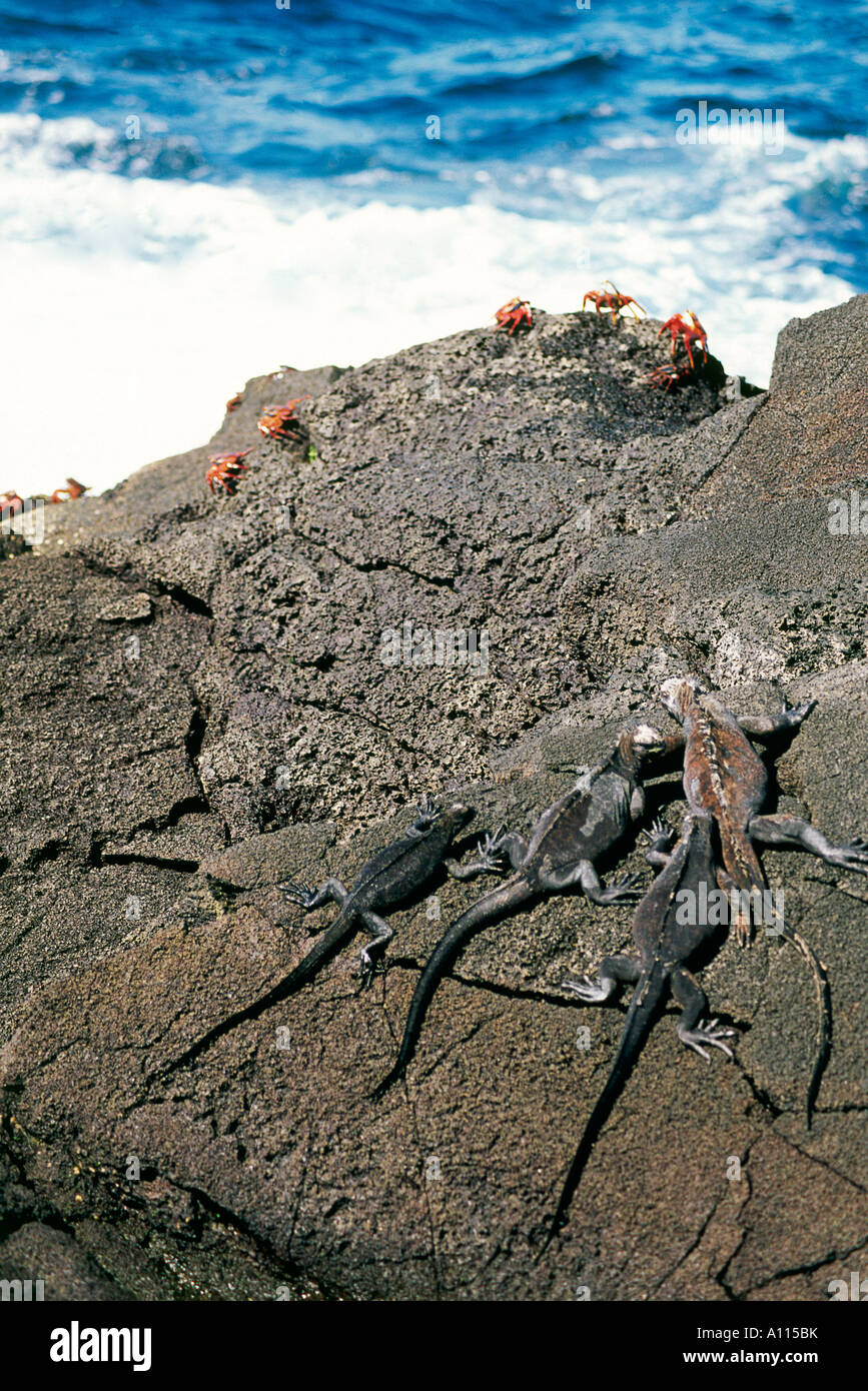 A collection of Marine Iguana s and some colourful Sally Lightfoot crabs on a rock on Sombrero Chino Island Stock Photo