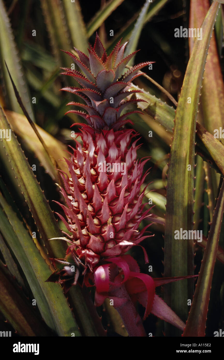 Pineapple red in color on stalk with leaves Hawaii USA Stock Photo - Alamy