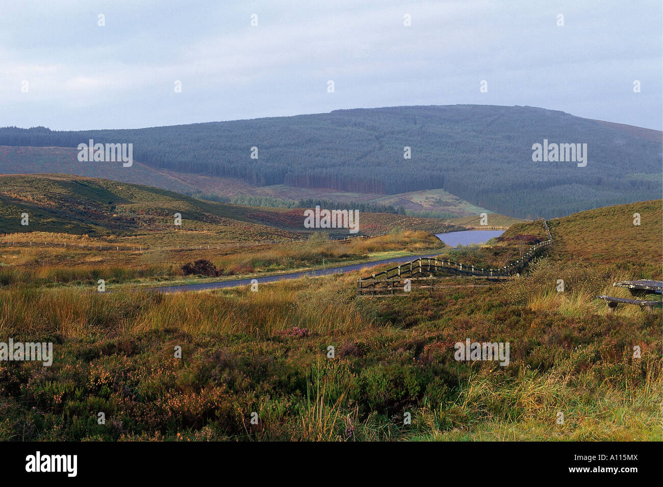 View of a forestry plantation in Gortin Glen Forest Park Stock Photo