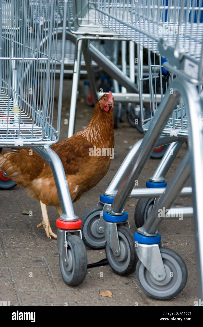 Escaped Chicken Tesco Amersham Buckinghamshire Stock Photo Alamy