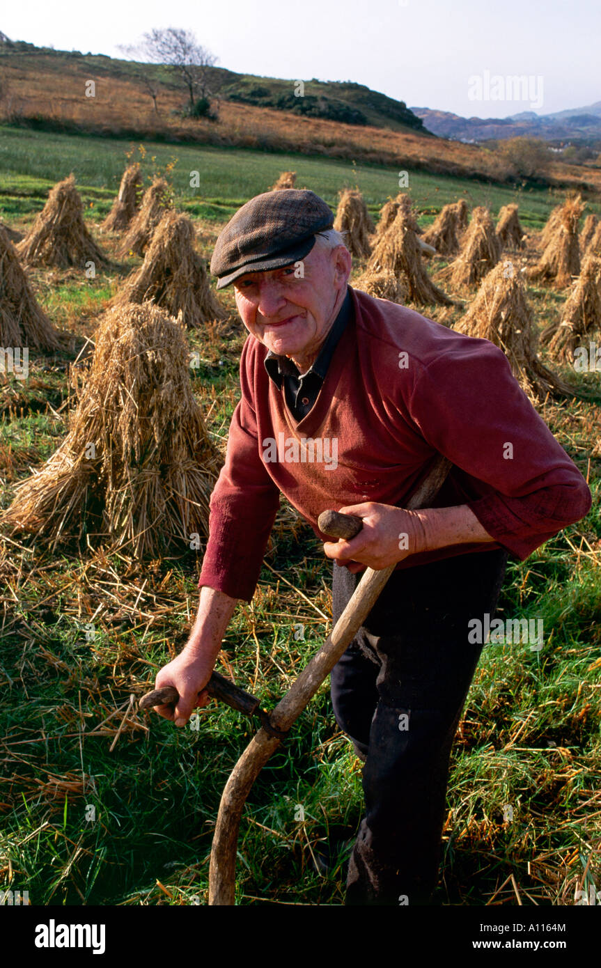 An old man works on the land using the traditional farming practise of cutting his hay with a scythe and arranging it into small hay stacks to air it in Donegal Stock Photo