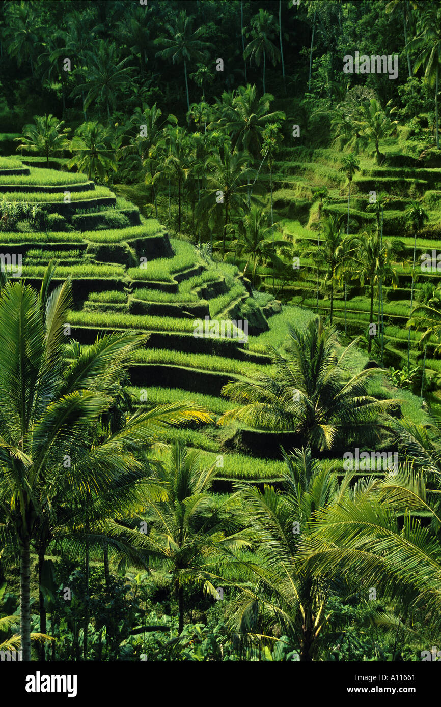 Terraced rice paddies Bali Indonesia Stock Photo