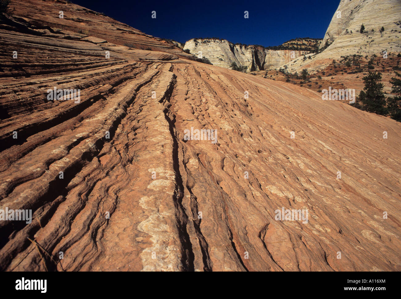 The result of millions of years of receding oceans and constant erosion detail of the striations in the deep red rock on a hillside of the Navajo sandstone terrain of the Zion National Park Stock Photo
