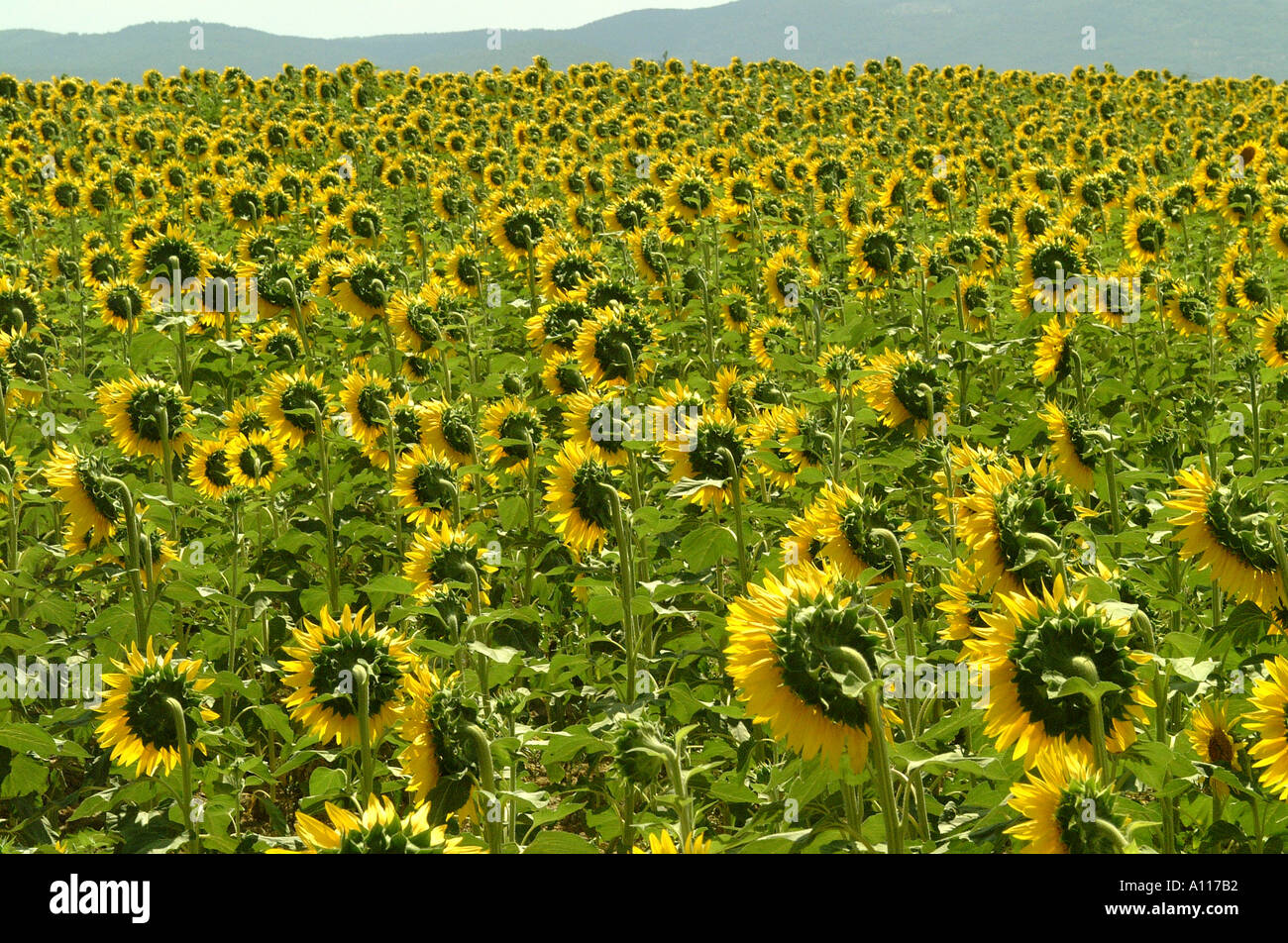 sunflowers Maremma in Tuscany 2001 Stock Photo - Alamy