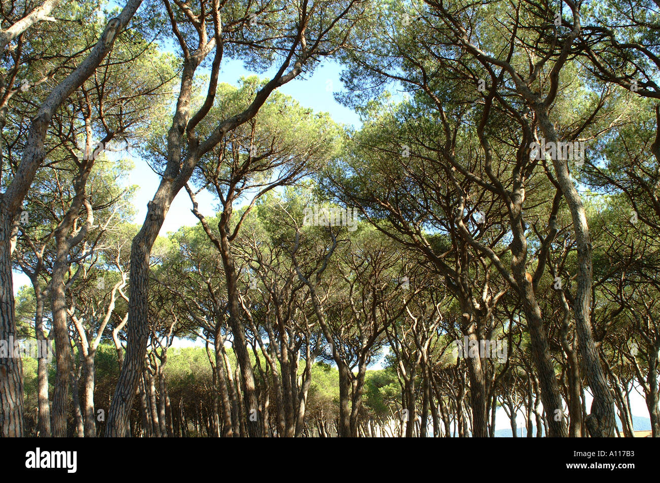 Pine trees Italy 2001 Stock Photo