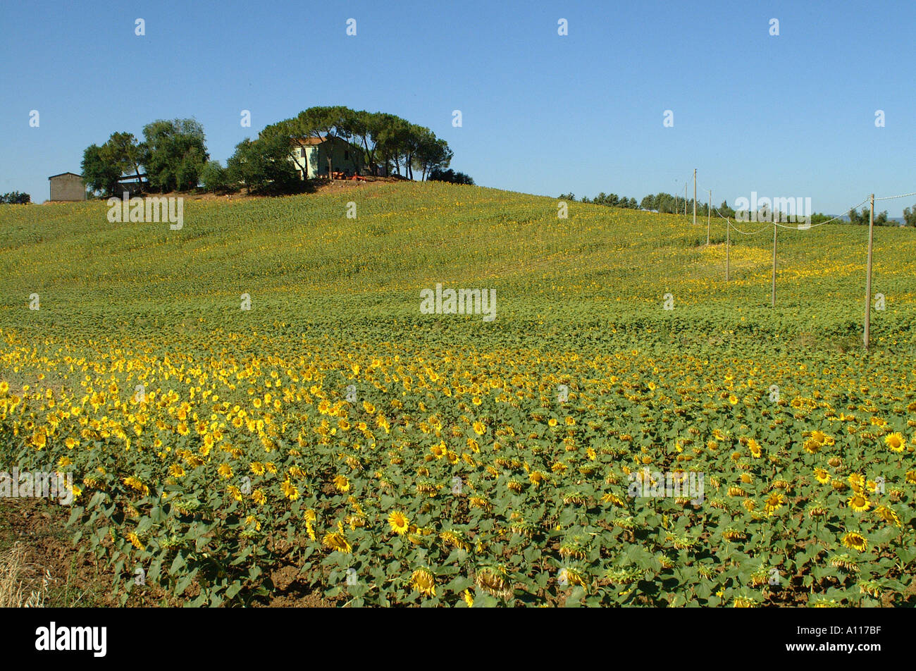 sunflowers overlooked by farmhouse on hill Stock Photo - Alamy