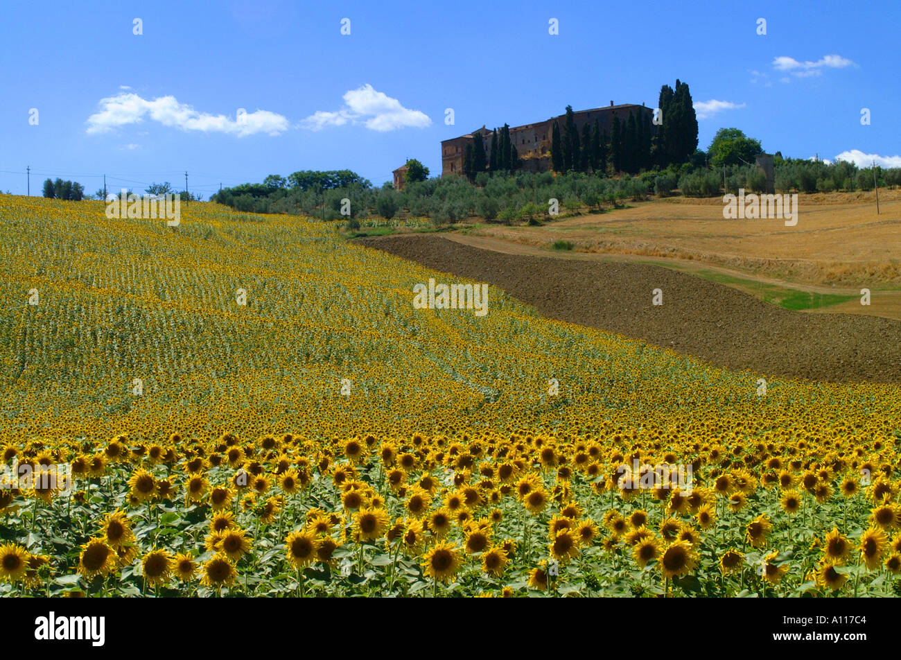 sunflower field with farm house on hill Tuscany Stock Photo - Alamy