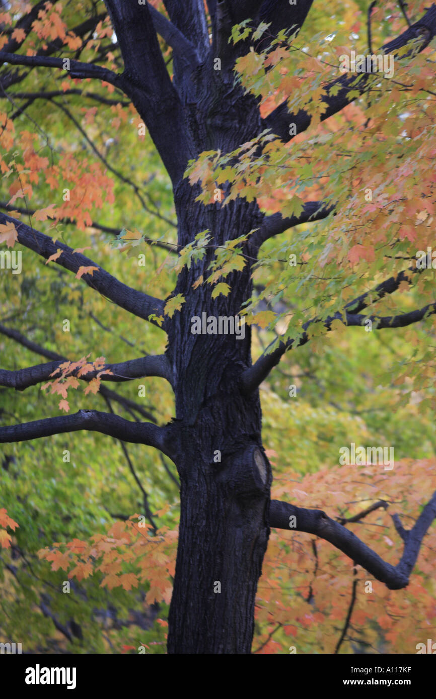 SUGAR MAPLE TREE Stock Photo - Alamy