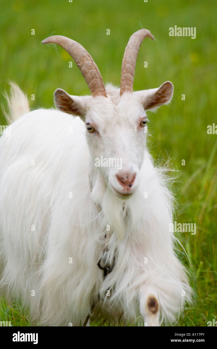 a white goat with big horns in the field Stock Photo
