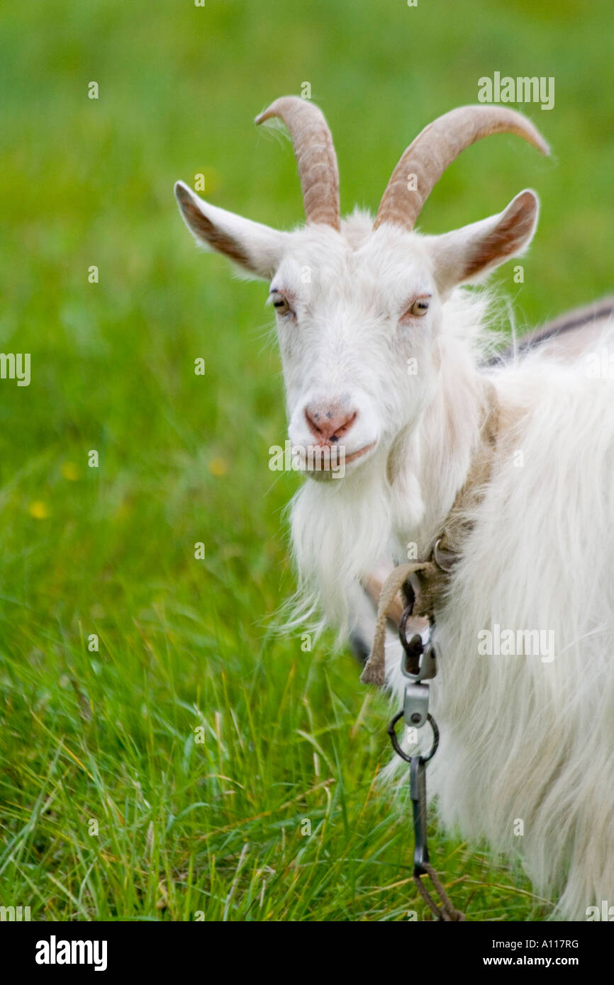 a white goat with big horns in the field Stock Photo