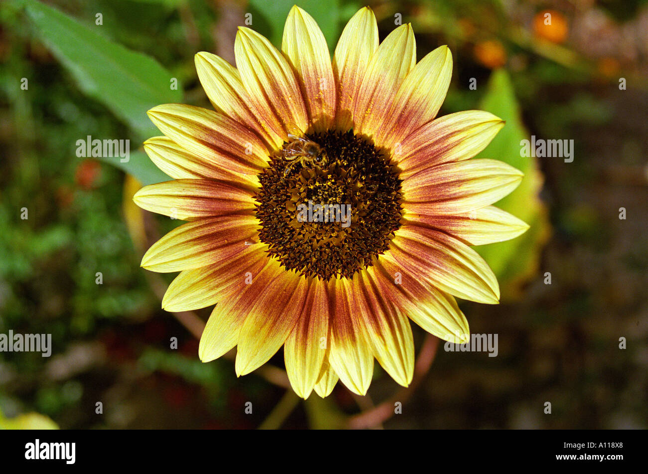 Top view bee on flower hi-res stock photography and images - Alamy