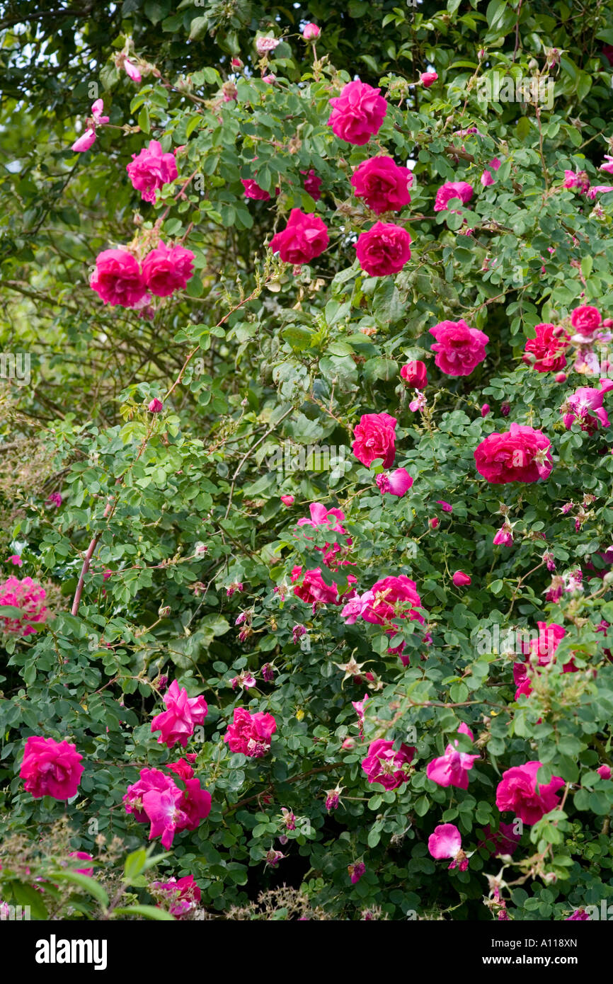 Rosa Cerise Bouquet Stock Photo - Alamy