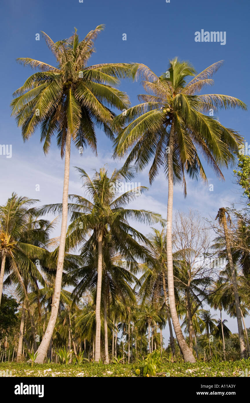 Lanah hi-res stock photography and images - Alamy