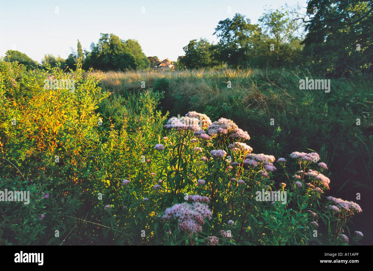 Watermeadow along the banks of the River Stour, Gillingham, Dorset Stock Photo