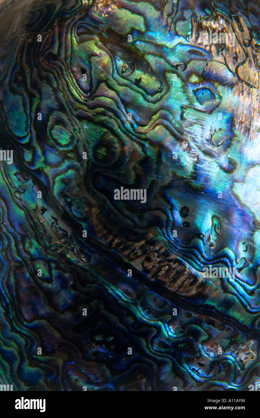 Detail of the Paua Shell inside the Paua Shell House in Bluff Southland