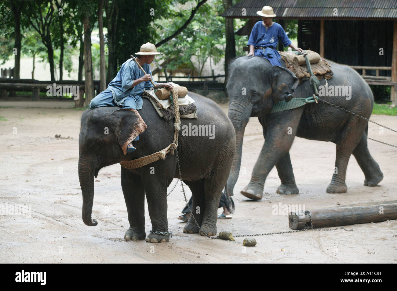 Men riding baby Elephants at the Elephant conservation Centre in Hang
