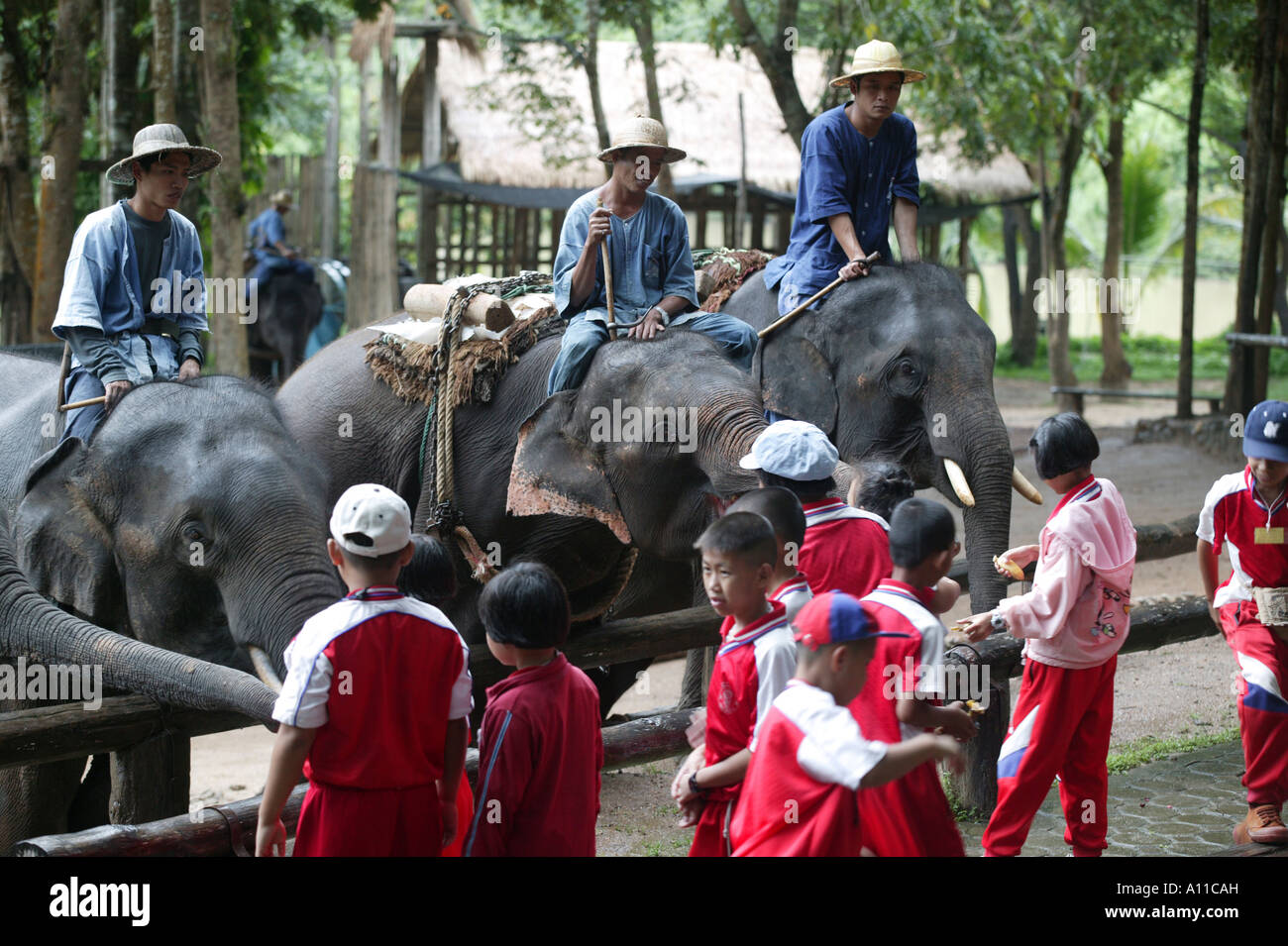 Men riding baby Elephants whilst a group of school children watch at