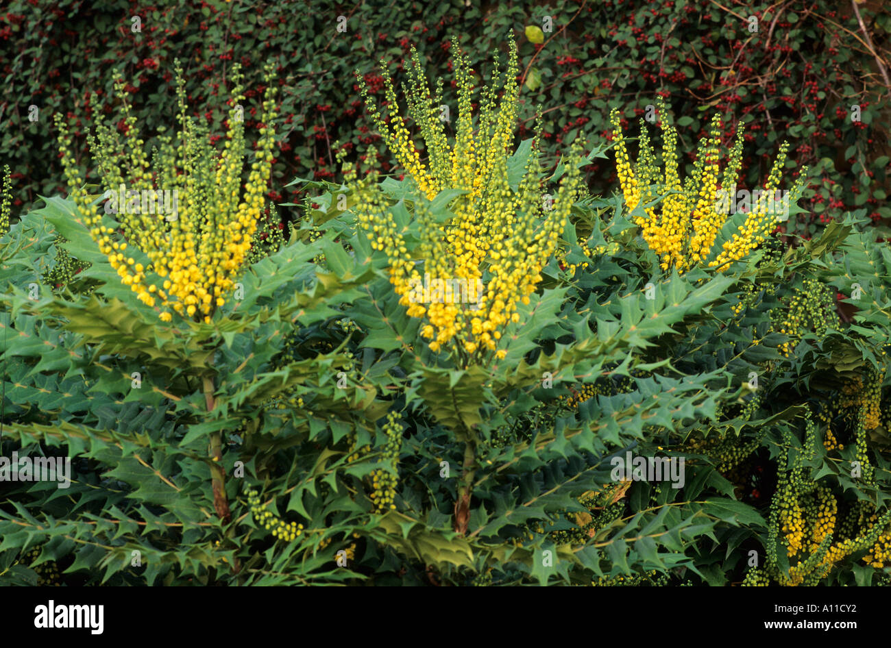 Mahonia x media 'Winter Sun' mahonias Stock Photo - Alamy