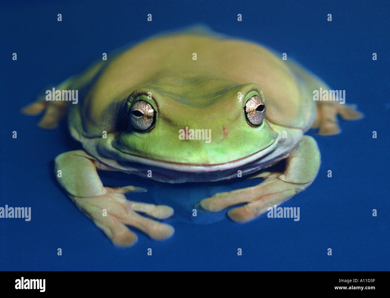 green treefrog White s Tree Frog in water Stock Photo Alamy