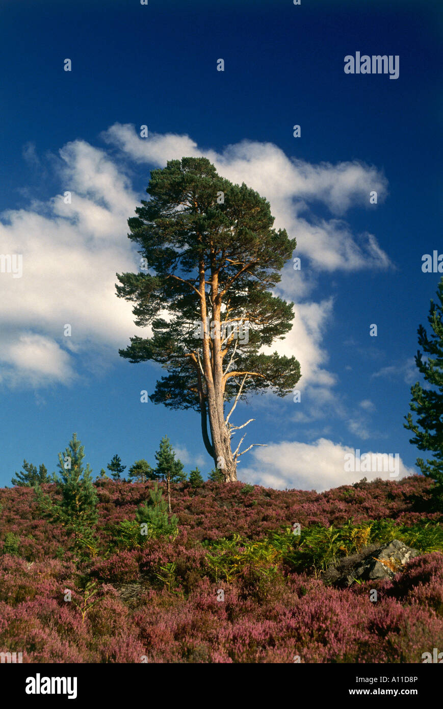 A pine tree stands alone surrounded by purple heather near Loch an Eilean Stock Photo