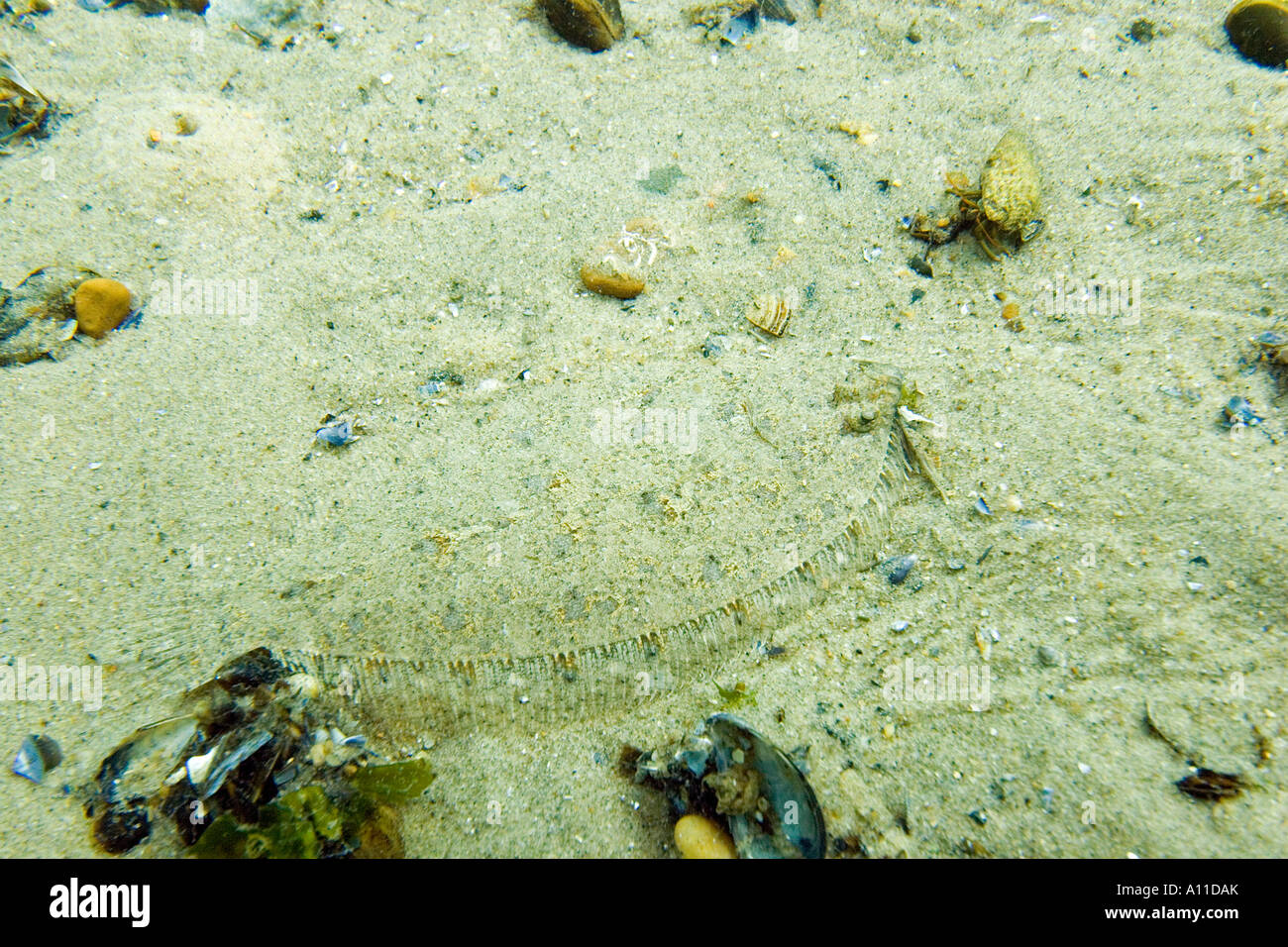 Thor's scaldfish, Spotted scaldfish  (Arnoglossus thori) hiding itself into the sand (France). Stock Photo