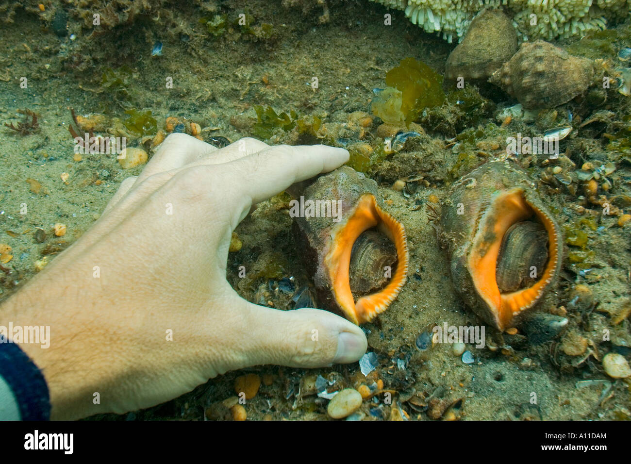 Purpura shell High Resolution Stock Photography and Images - Alamy