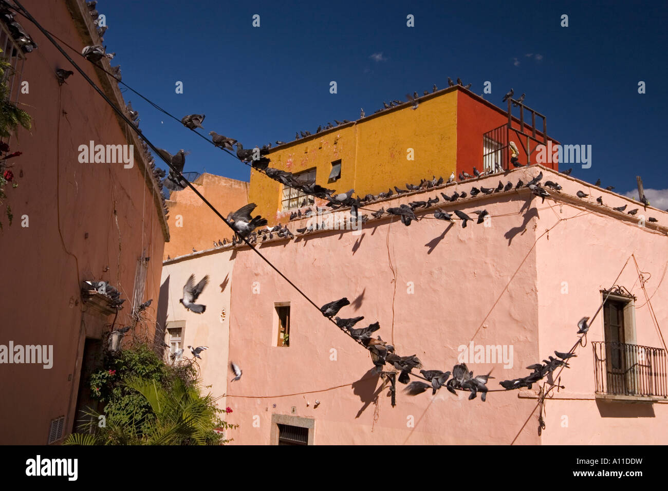 A Guanajuato popular district overrun by pigeons (Mexico). Quartier populaire de Guanajuato envahi par les pigeons (Mexique). Stock Photo