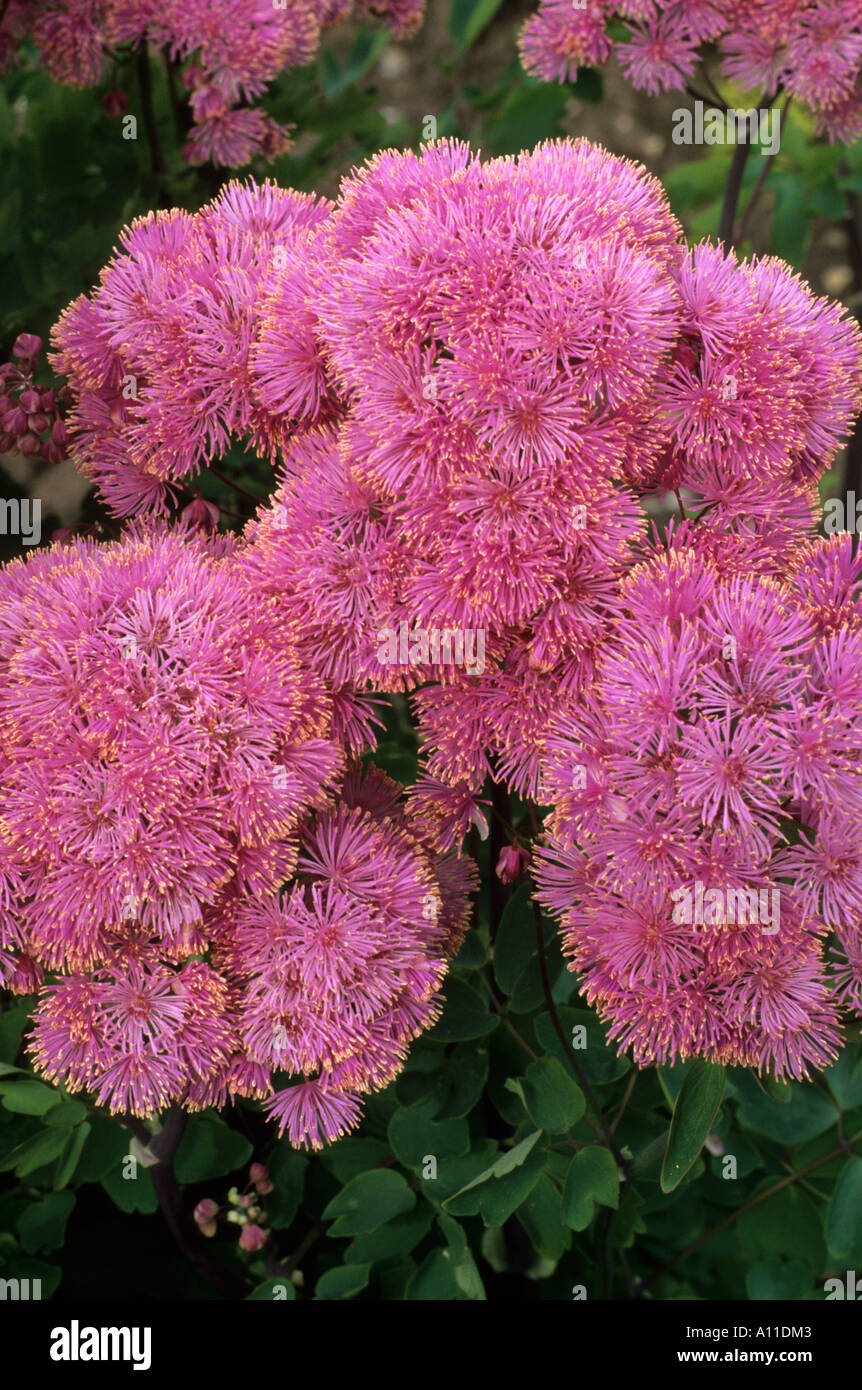 Thalictrum aquilegifolium 'Purpureum' pink flower Stock Photo