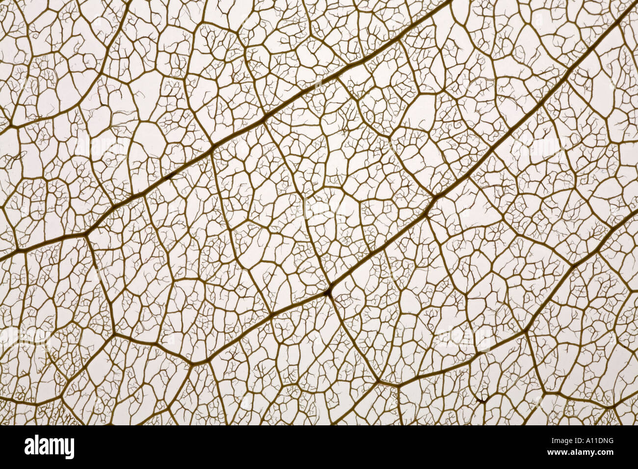 A Skeletal Macrophotograph Of Decayed Leaf Macrophotographie Des Nervures D Une Feuille D Arbre Stock Photo Alamy