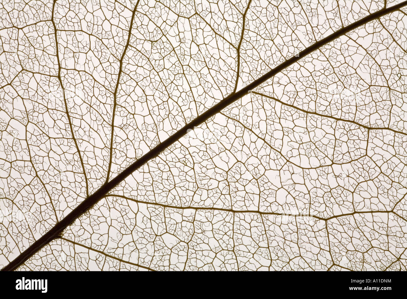A Skeletal Macrophotograph Of Decayed Leaf Macrophotographie Des Nervures D Une Feuille D Arbre Stock Photo Alamy A Skeletal Macrophotograph Of Decayed Leaf Macrophotographie Des Nervures D Une Feuille D Arbre Stock Photo Alamy