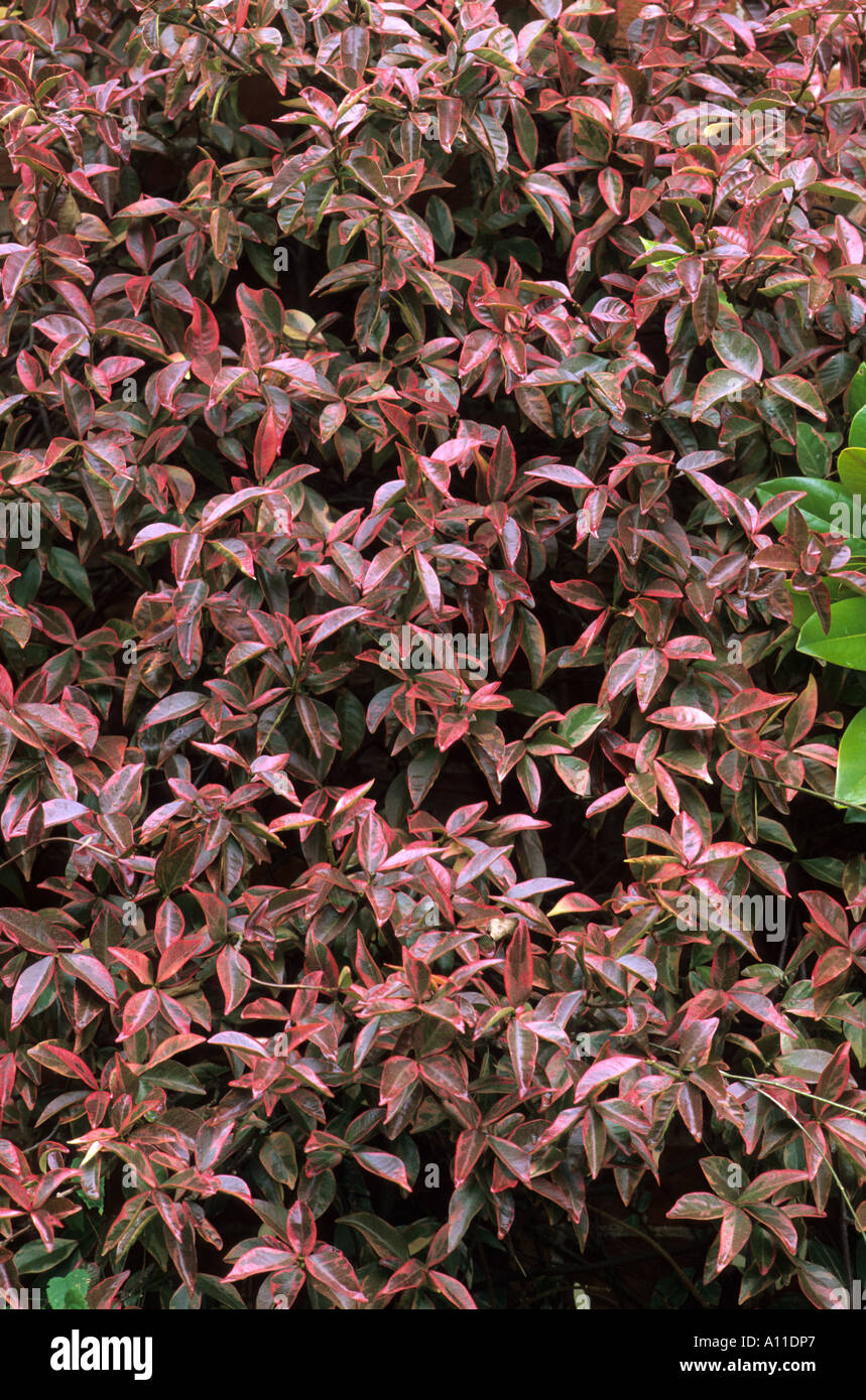 Trachelospermum jasminoides 'Variegatum' Stock Photo