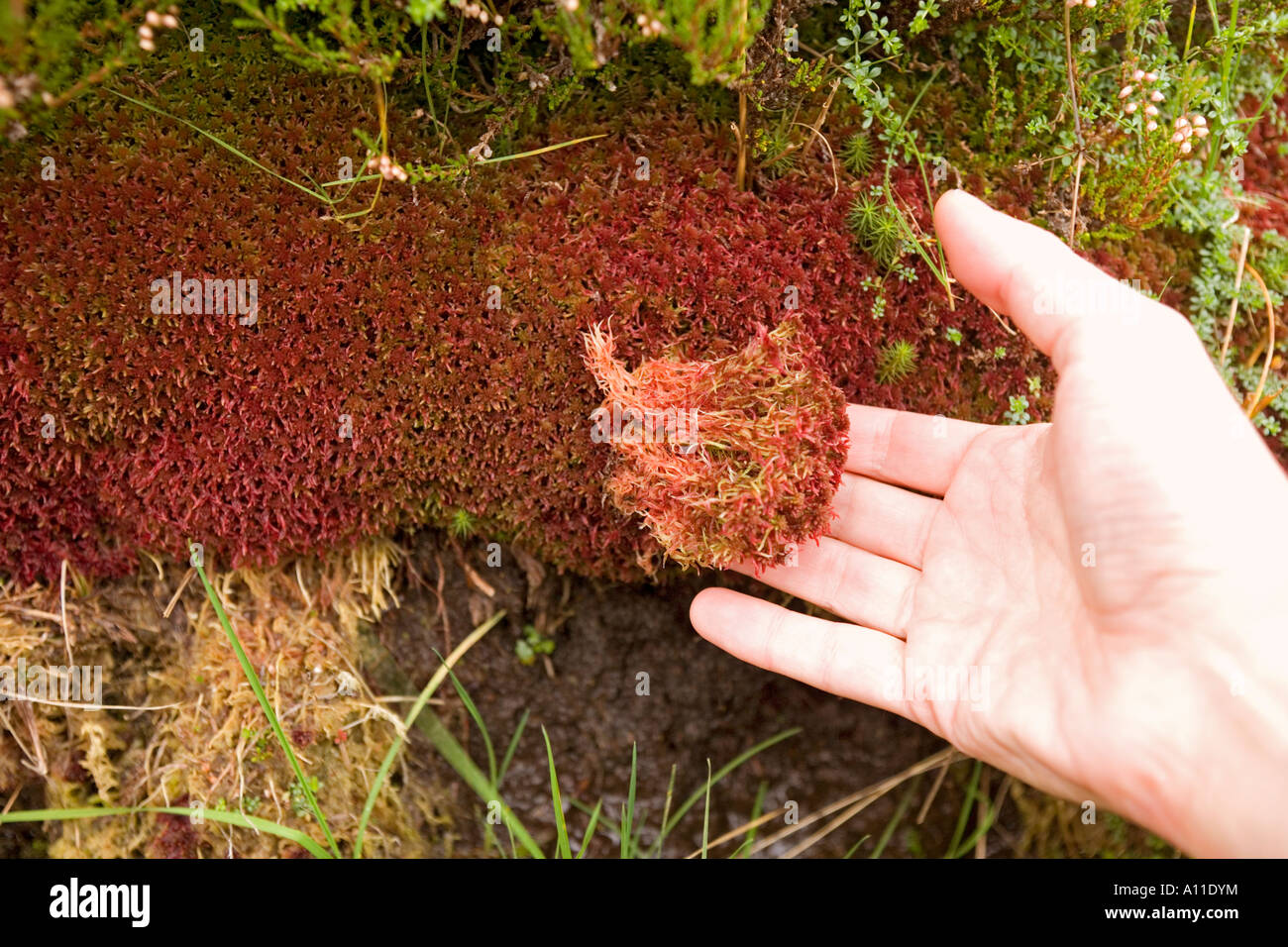 Carpet of Sphagnum mosses (sphagnum capillifollium) in a peat (France). Tapis de Sphaignes dans une tourbière (France). Stock Photo