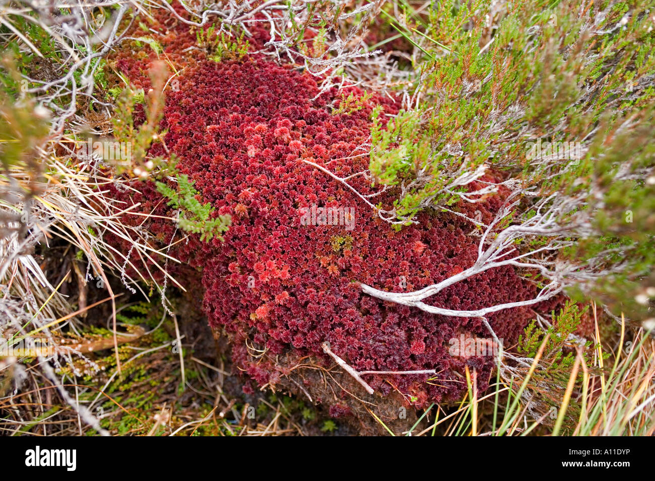 Carpet of Sphagnum mosses (sphagnum capillifolium) in a peat (France). Tapis de sphaignes dans une tourbière (France). Stock Photo