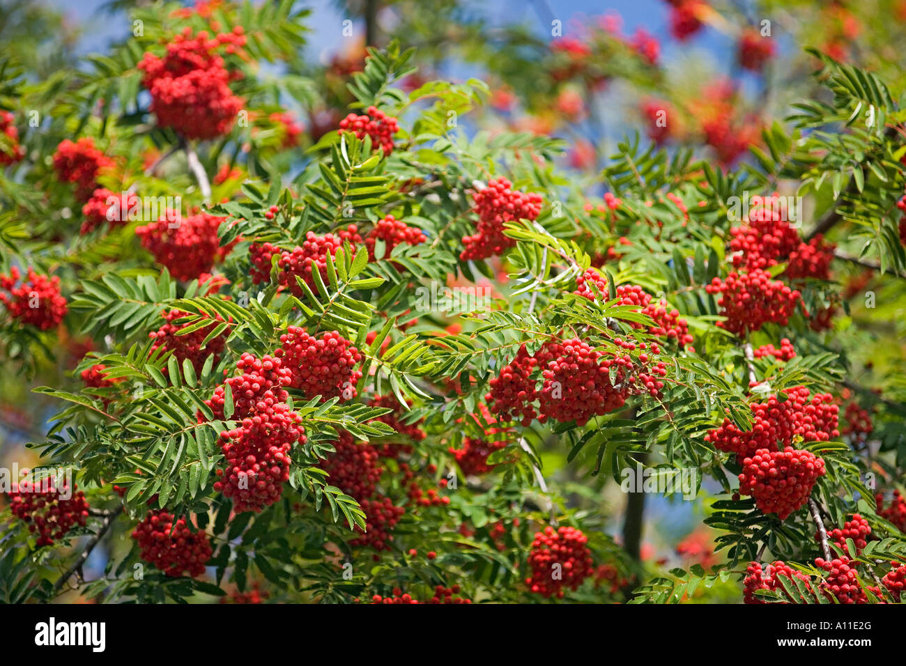 Rowan sorbus aucuparia beginning autumn hi-res stock photography and ...