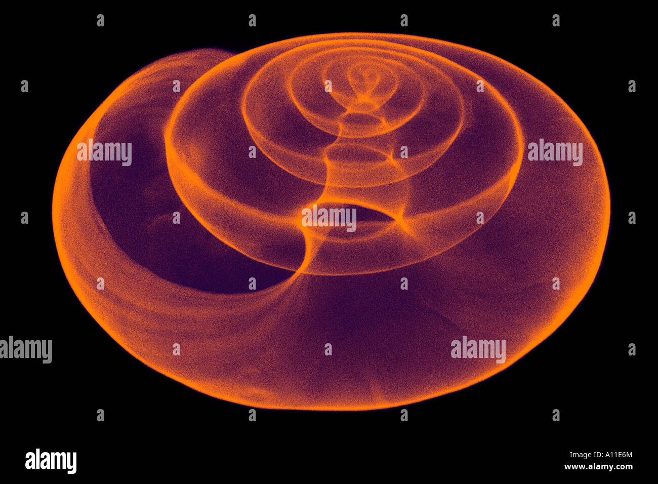 Helicoid Shell Helicoid Spiral Shell High Resolution Stock Photography and Images - Alamy