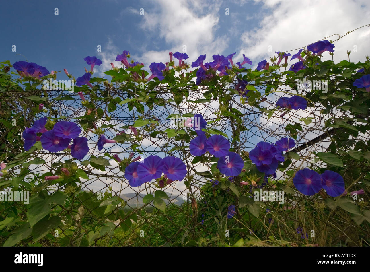 A blossoming Common Glory (Ipomoea purpurea). Portugal. Massif d'Ipomée (Ipomoea purpurea) en fleurs. Portugal. Stock Photo