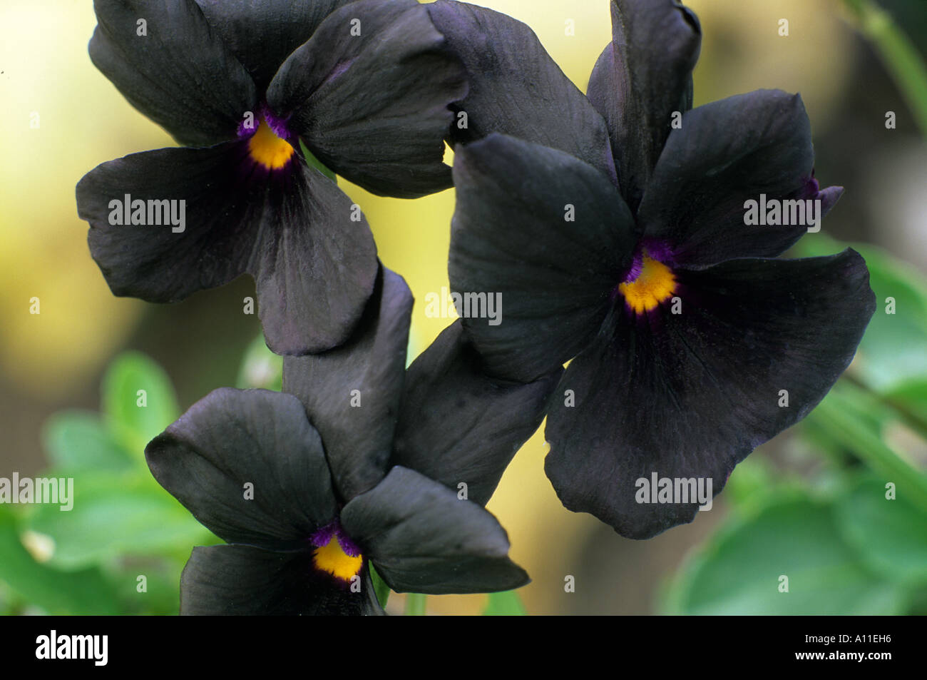 Molly flowers hires stock photography and images Alamy